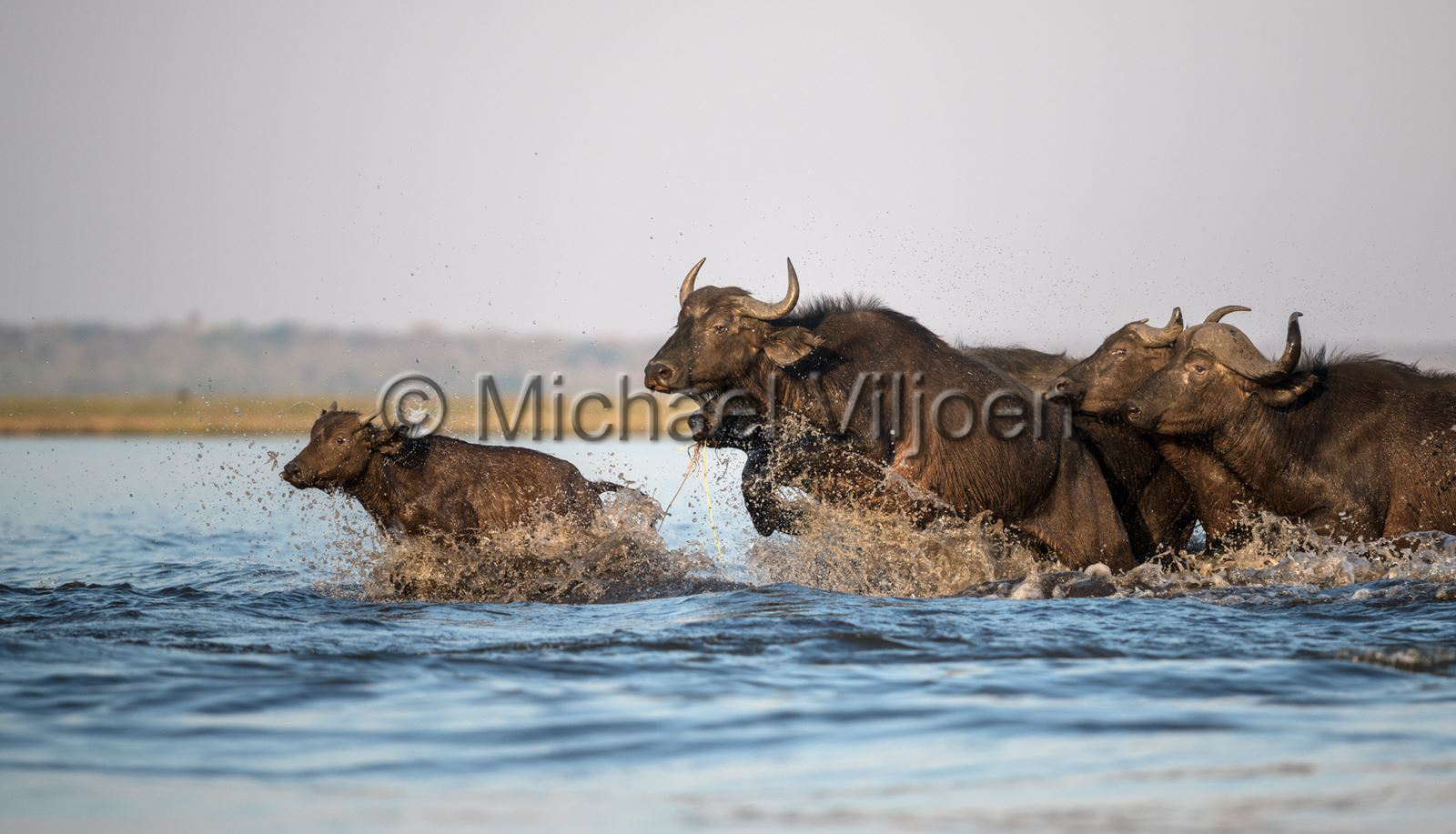 Mammals Photography